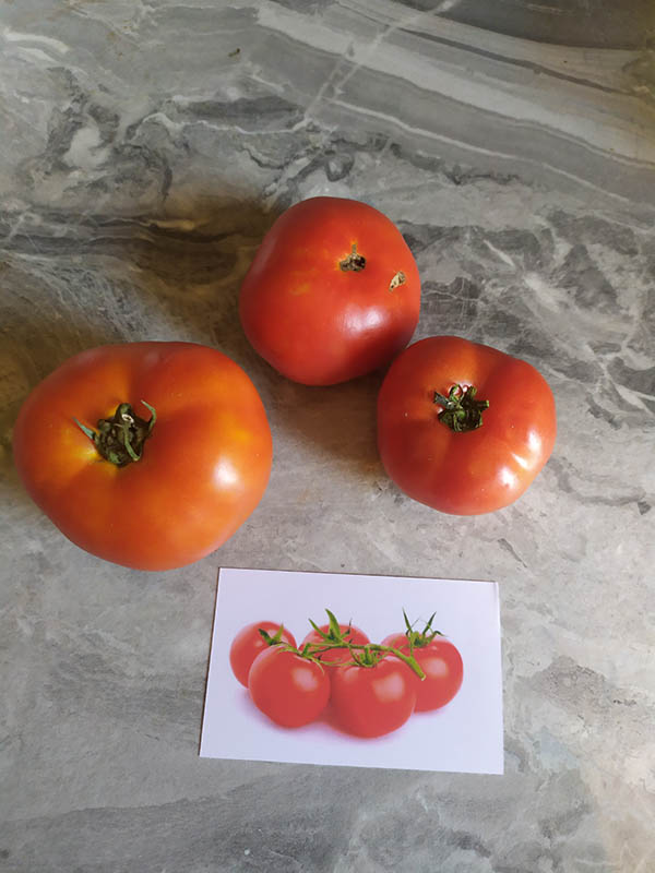 помидоры на испанском языке
